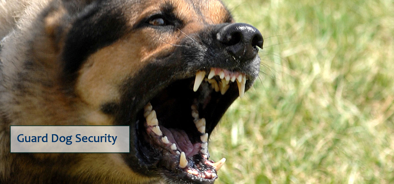 Guard Dog Security K9 Dog Handlers London Warehouse Eviction